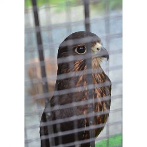 New Zealand falcon ( Falco novaeseelandiae )
