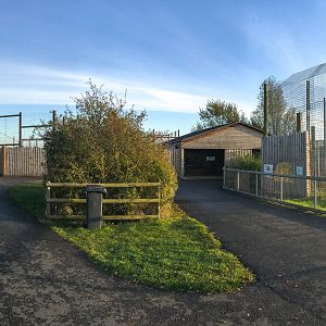 Malayan / white tigers (exhibits) : Hamerton : 13 Nov 2016