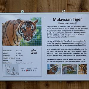 Malayan tiger (signage) : Hamerton : 13 Nov 2016