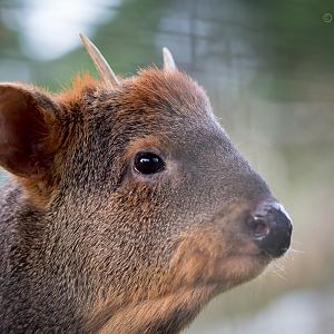 Southern pudú : Hamerton : 13 Nov 2016
