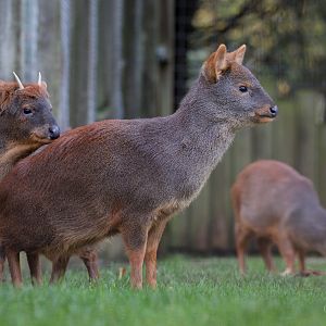 Southern pudú : Hamerton : 13 Nov 2016