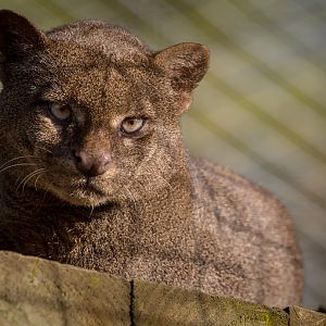 Jaguarundi : Hamerton : 13 Nov 2016