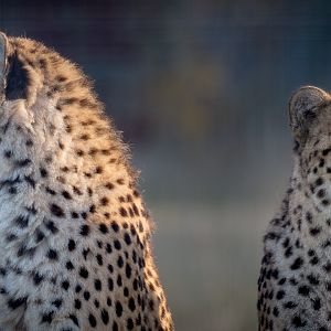 Cheetah : Hamerton : 13 Nov 2016