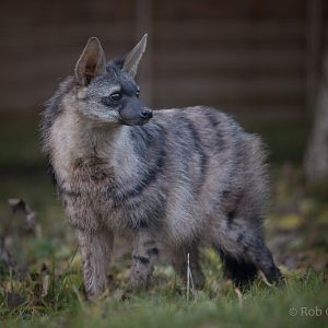 Southern aardwolf : Hamerton : 13 Nov 2016