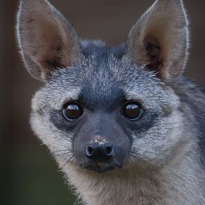 Southern aardwolf : Hamerton : 13 Nov 2016