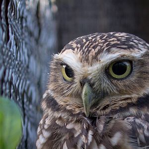 Burrowing owl : Hamerton : 13 Nov 2016