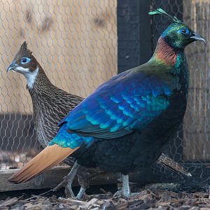Himalayan monal : Hamerton : 13 Nov 2016