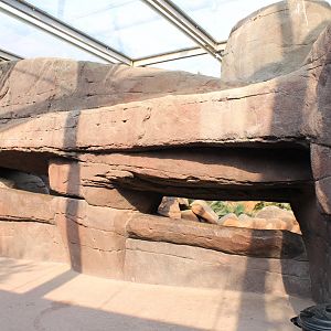 Viewing-slits Bighorn sheep enclosure