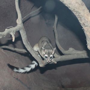 Ringtail