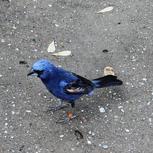 Ultramarine grosbeak