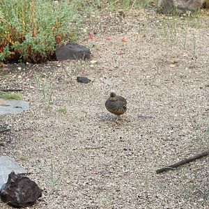 Scaled quail