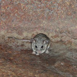 Cactus mouse