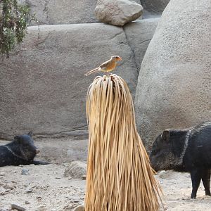 Collared peccaries and northern cardinal