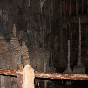 Blind cave fish enclosure