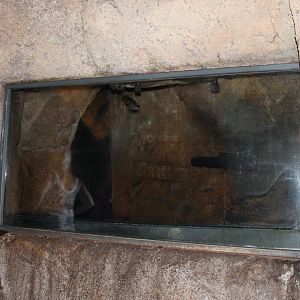 Part Seba's short-tailed bat enclosure