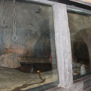 More Seba's short-tailed bat enclosure