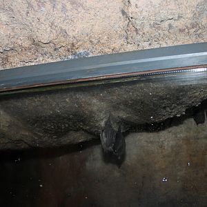 Seba's short-tailed bats