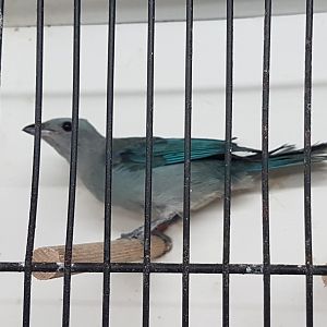 Blue-grey tanager