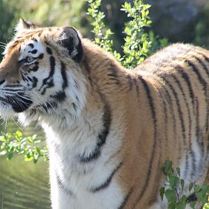 Amur tiger
