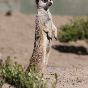 Meerkat