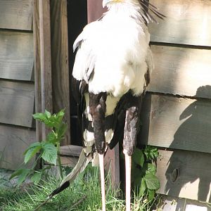 Secretary bird