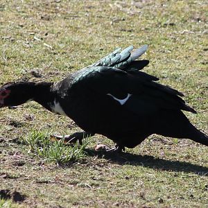 Muscovy duck