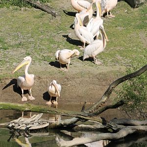 Great white pelicans - and heron