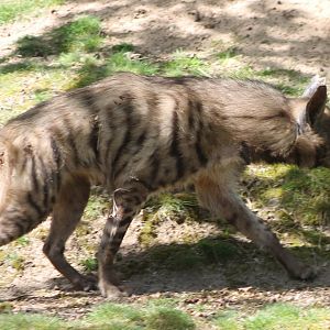 Arabian striped hyena