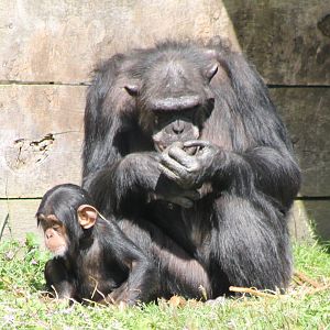 Chimp with young