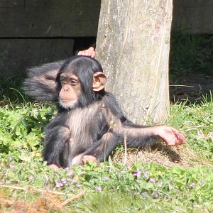 Baby Chimp