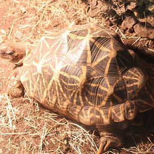Indian star tortoise