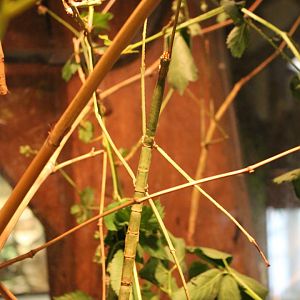 Giant stick insect