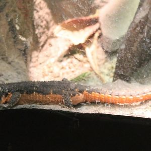 Gorongosa girdled lizard