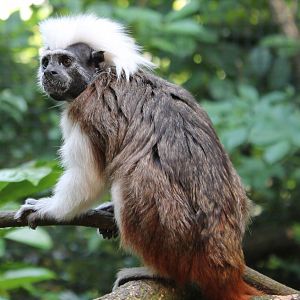 Cotton-top tamarin