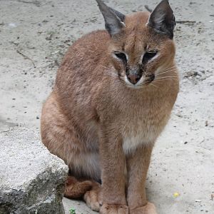 Caracal