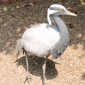 Demoiselle crane