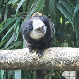 White-fronted marmoset