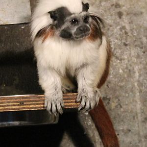 Cotton-top tamarin