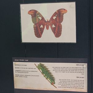 Atlas butterfly signs