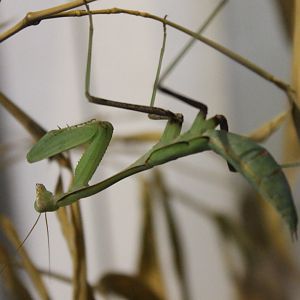 Praying mantis species