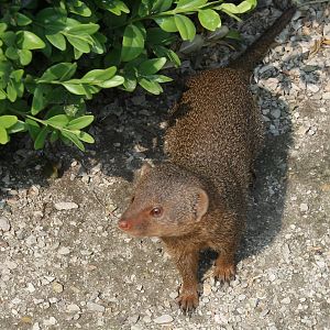Dwarf mongoose