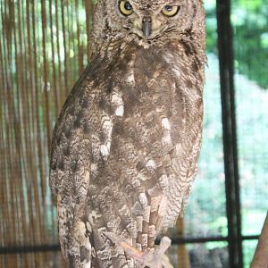 Spotted eagle-owl