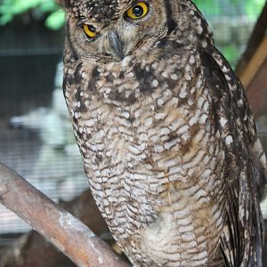 Spotted eagle-owl