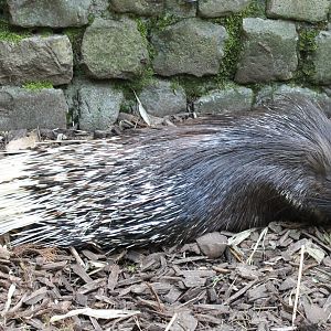 Crested porcupine