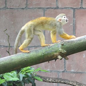 Squirrel monkey