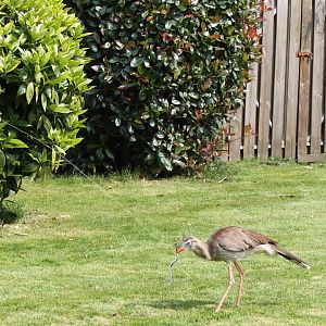 Crested seriema at the bird-show