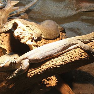 Merten's water monitors