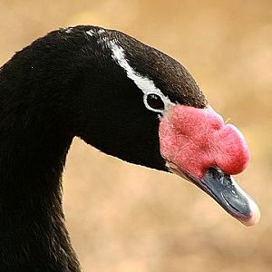 Black-necked Swan