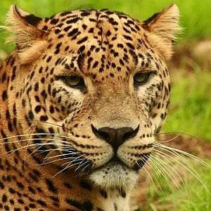 Sri Lankan Leopard