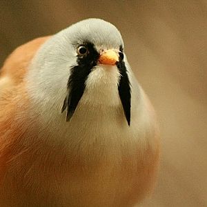 Bearded Parrotbill